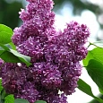 Сирень обыкновенная Павлинка