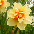Нарцисс Махровый Innovator